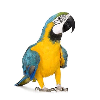 macaw