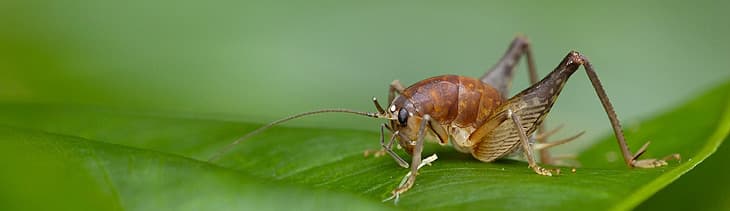 cricket