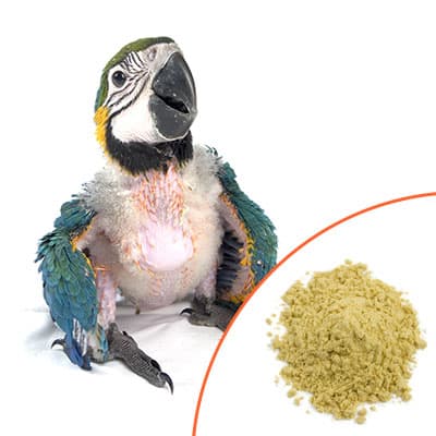 Macaw with Hand Feeding Food