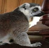 Lemur