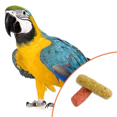 Macaw with Scenic Jungle Food