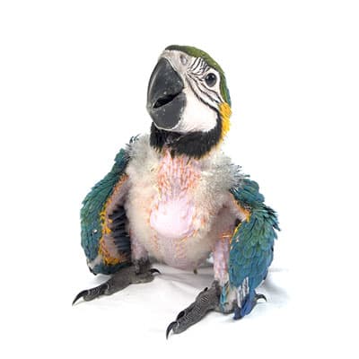 baby macaw