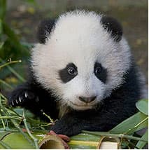 panda cub