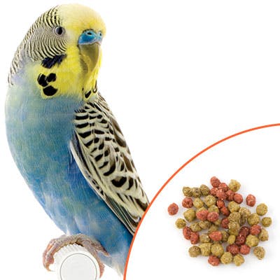 Parakeet with Allprem Food