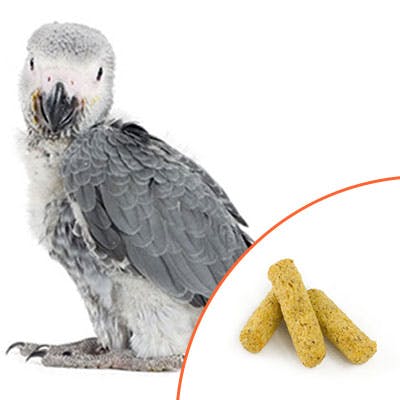 African Gray with Scenic Hand Weaning Food