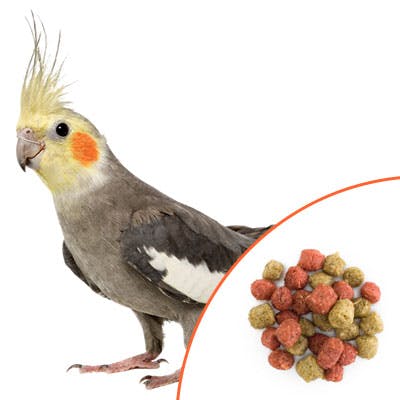 Cockatiel with Hot and Healthy Food
