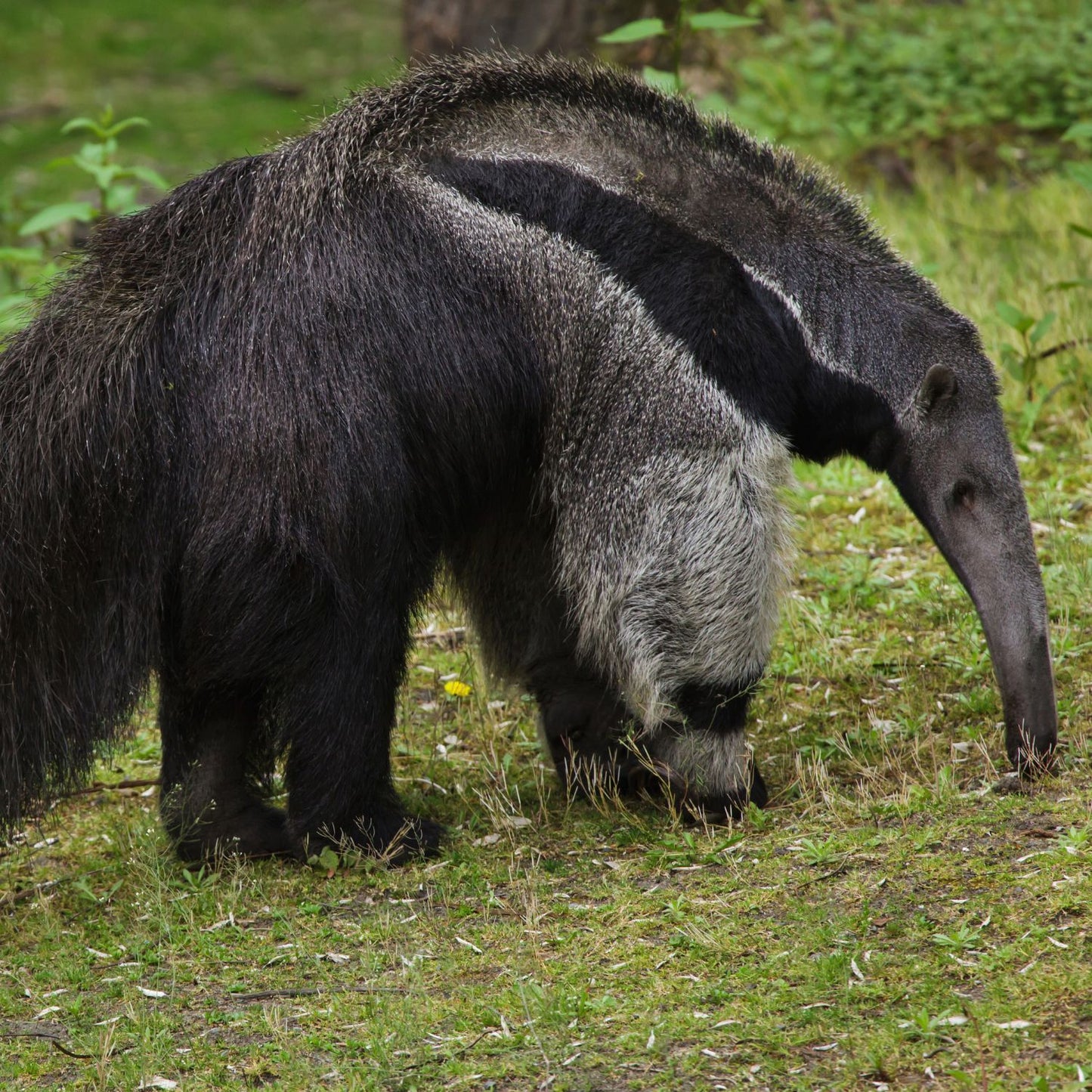 Leaf Eater Food - Crumble Size