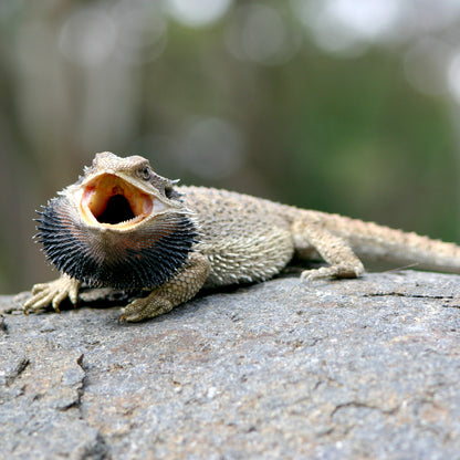 Mozaic Iguana Food