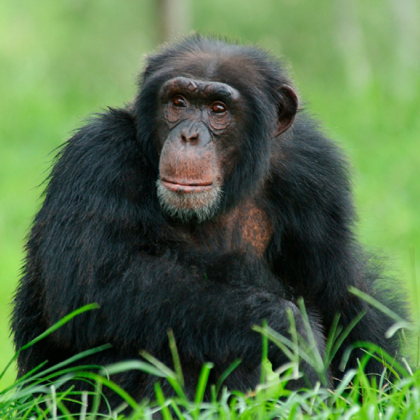 Leaf Eater Food - Gorilla Size