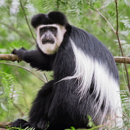 Leaf Eater Food - Lemur Size