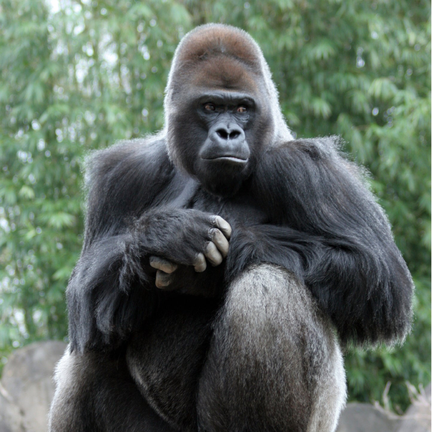 Leaf Eater Food - Gorilla Size