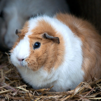 Leaf Eater Food - Crumble Size