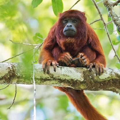 Leaf Eater Food - Lemur Size