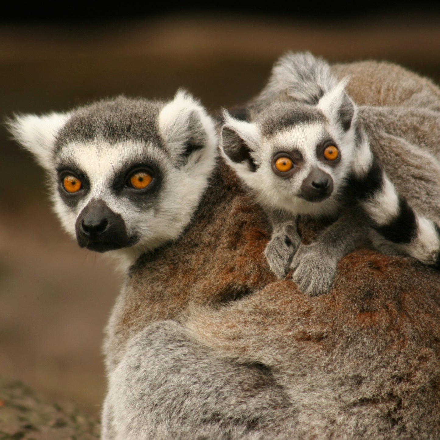 Leaf Eater Food - Lemur Size