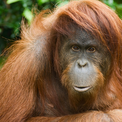 Leaf Eater Food - Gorilla Size