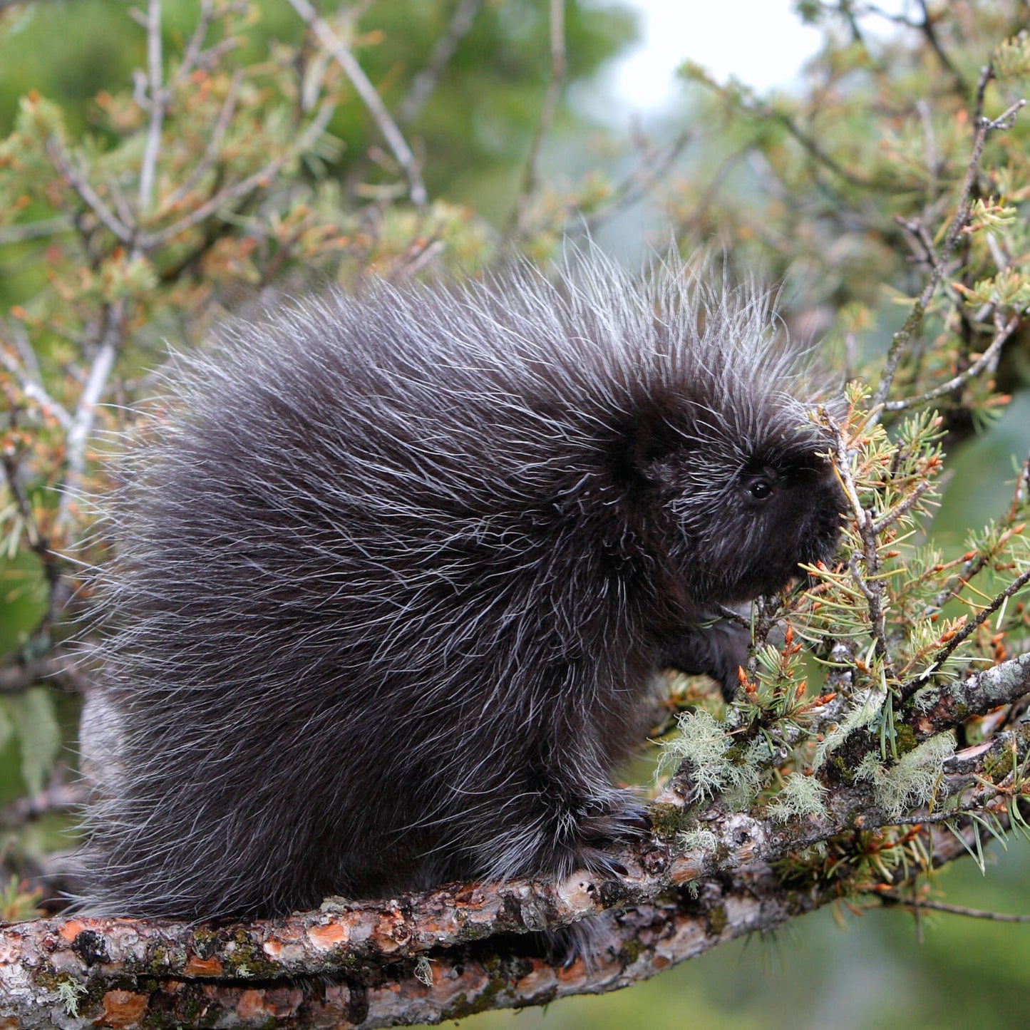 Leaf Eater Food - Crumble Size