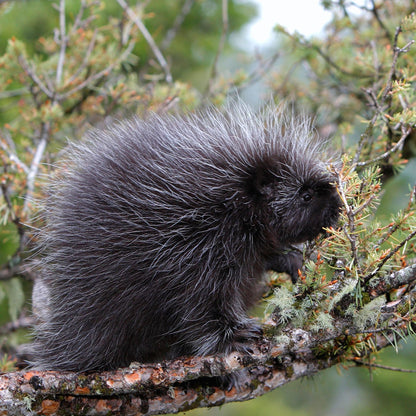 Leaf Eater Food - Crumble Size