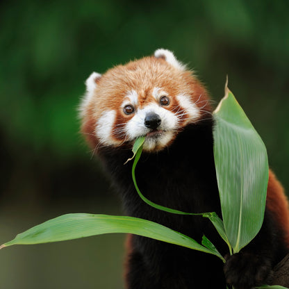 Leaf Eater Food - Lemur Size