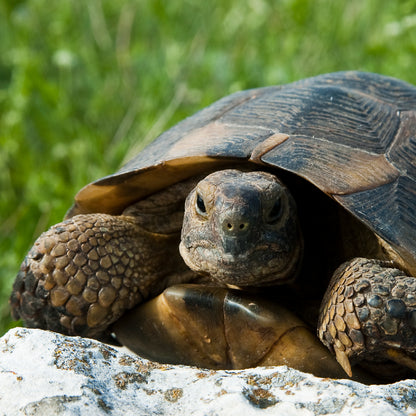 Mozaic Tortoise Food